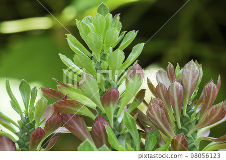 Rat tail Cactus is an auspicious beautiful tree A cactus plant Rat tail Cactus is an auspicious beautiful tree A cactus plant 98056123