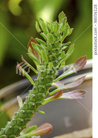 Rat tail Cactus is an auspicious beautiful tree A cactus plant 98056128