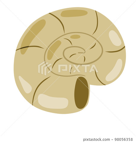 Spiral shell of snail or mollusk Spiral shell of snail or mollusk 98056358