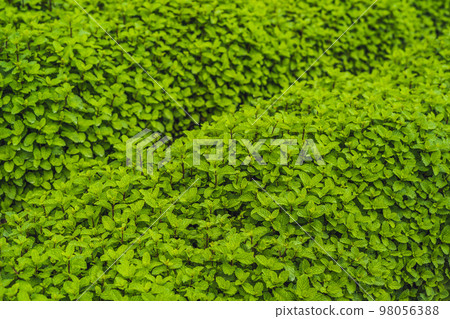 Peppermint plantation organic for background, Fresh mint growing at vegetables planting area Peppermint plantation organic for background, Fresh mint growing at vegetables planting area 98056388