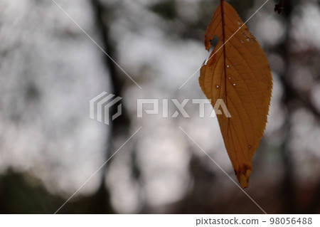 Dead leaves left on the branches in winter Dead leaves left on the branches in winter 98056488