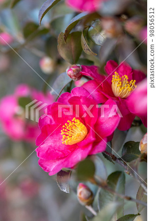 茶梅花和芽 98056512