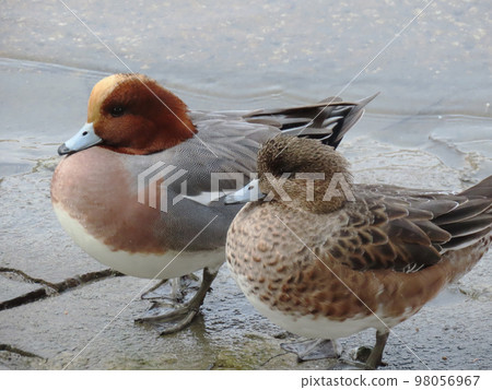 親水交配 98056967