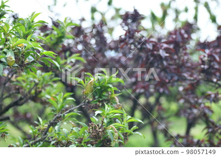 Peach tree just after flowering Peach tree just after flowering 98057149