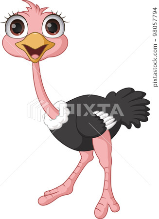 Cute ostrich cartoon isolated on white background 98057794