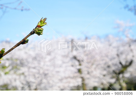 Late-blooming cherry blossom buds, with Somei Yoshino in full bloom in the background, 3:2 version 98058806