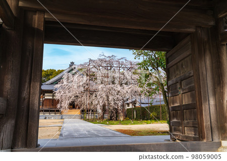 Spring Gyofukuji Temple, weeping cherry blossoms in full bloom <Toyota City, Aichi Prefecture> Spring Gyofukuji Temple, weeping cherry blossoms in full bloom <Toyota City, Aichi Prefecture> 98059005