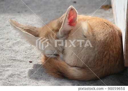 Cute fennec fox in Izu cactus park Cute fennec fox in Izu cactus park 98059658