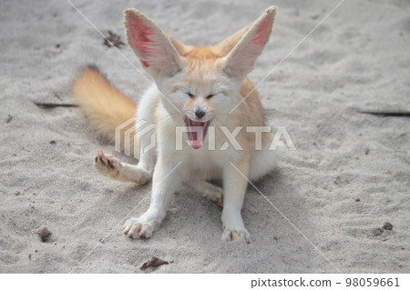 Cute fennec fox in Izu cactus park Cute fennec fox in Izu cactus park 98059661