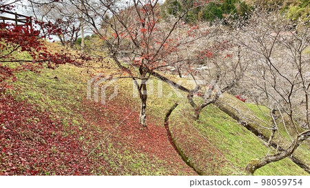 Carpet of fallen leaves (maple and ginkgo) <Ohara Fureai Park/Toyota City, Aichi Prefecture> 98059754