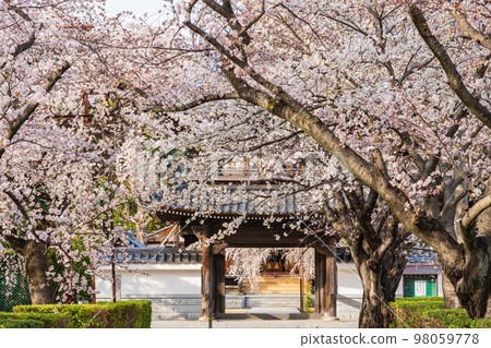 春天的行福寺，盛開的垂枝櫻花<愛知縣豐田市> 98059778