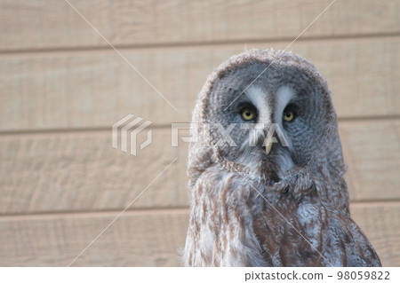 A cool owl in Izu cactus park 98059822