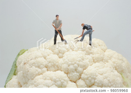 a figures worker on Whole Cauliflower Vegetable a figures worker on Whole Cauliflower Vegetable 98059968