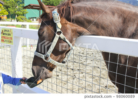 孩子餵馬 98060089