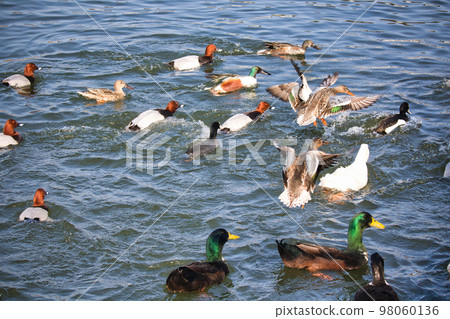 Cute migratory duck swimming in the pond 98060136