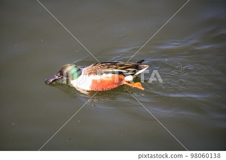 Cute migratory duck swimming in the pond 98060138