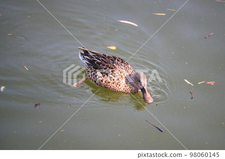 Cute migratory duck swimming in the pond 98060145