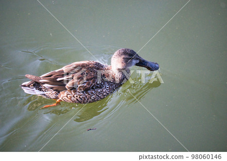 Cute migratory duck swimming in the pond 98060146