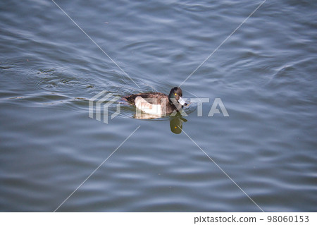 Cute migratory duck swimming in the pond 98060153
