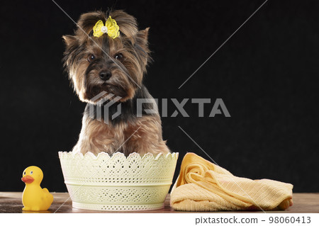 Cute dog is ready for bathing. Yorkshire terrier in a basket with a polotsen and a rubber duck. Dog care concept. 98060413