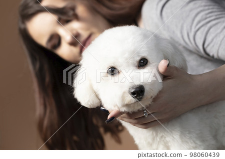 A beautiful young woman is holding her bichon puppy. Love between owner and dog. The girl is playing with the dog. A beautiful young woman is holding her bichon puppy. Love between owner and dog. The girl is playing with the dog. 98060439