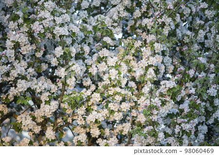 Blooming apple tree. Background from many white flowers of spring apple tree. Blooming apple tree. Background from many white flowers of spring apple tree. 98060469