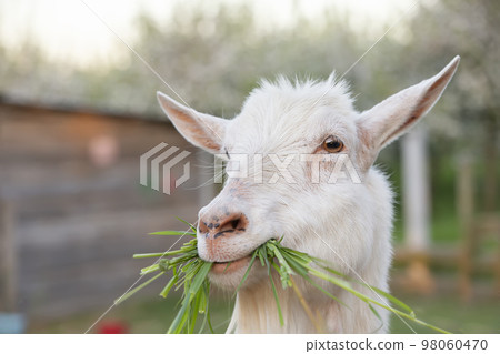 Happy goat chews delicious fresh green grass.Funny goat. Happy goat chews delicious fresh green grass.Funny goat. 98060470