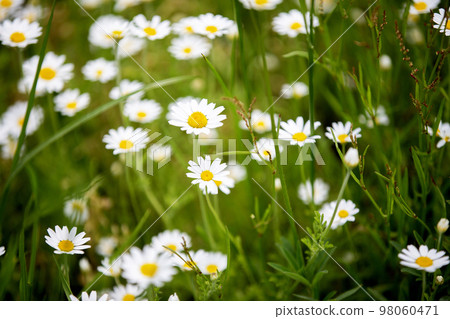Wild daisy flowers growing on meadow, white chamomiles on green grass background. Oxeye daisy, Leucanthemum vulgare, Daisies, Dox-eye, Common daisy, Dog daisy, Gardening concept. Wild daisy flowers growing on meadow, white chamomiles on green grass background. Oxeye daisy, Leucanthemum vulgare, Daisies, Dox-eye, Common daisy, Dog daisy, Gardening concept. 98060471