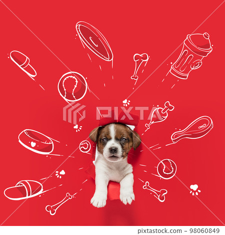 Cute puppy, little dog sticking out from torned red background with drawings toys, bones, food, and new house. Collage with pencil doodles. Animal, art, creativity Cute puppy, little dog sticking out from torned red background with drawings toys, bones, food, and new house. Collage with pencil doodles. Animal, art, creativity 98060849