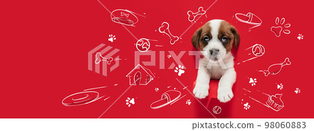 Little cute puppy dreaming about toys, bones, food, and new house. Collage with drawings, doodles. Animal, art, creativity concept. Banner Little cute puppy dreaming about toys, bones, food, and new house. Collage with drawings, doodles. Animal, art, creativity concept. Banner 98060883