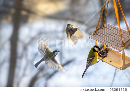 Three tits at the feeder on a sunny winter morning eat sunflower seeds at Three tits at the feeder on a sunny winter morning eat sunflower seeds at 98061516