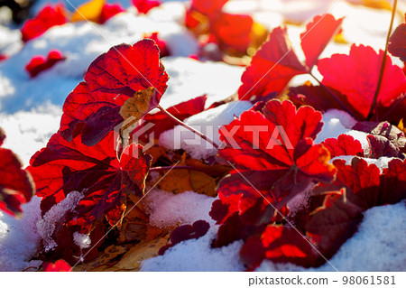 Red plants in snow on lawn. Winter background. Thaw. 98061581