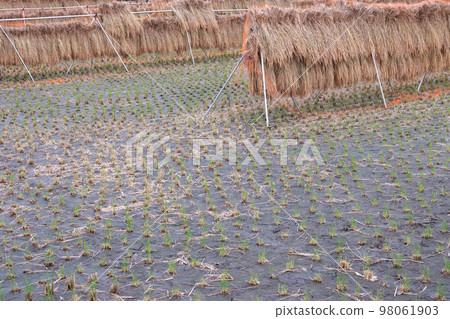 Rice fields and rice racks after harvesting Rice fields and rice racks after harvesting 98061903