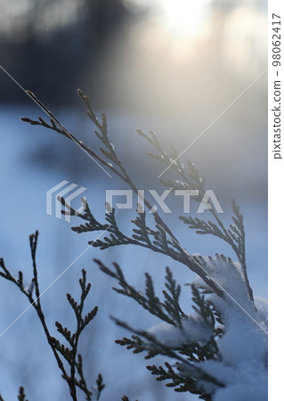 Top branches covered with snow against sunny sky, frozen trees in the forest sky background 98062417