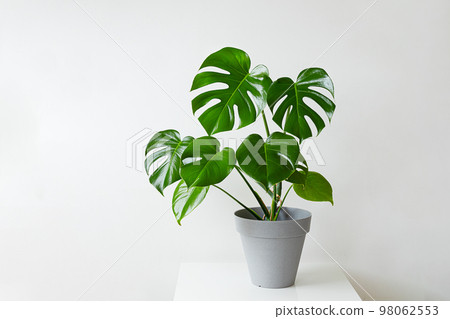Monstera deliciosa or Swiss Cheese Plant in a gray flower pot on a white table, home gardening and connecting with nature Monstera deliciosa or Swiss Cheese Plant in a gray flower pot on a white table, home gardening and connecting with nature 98062553