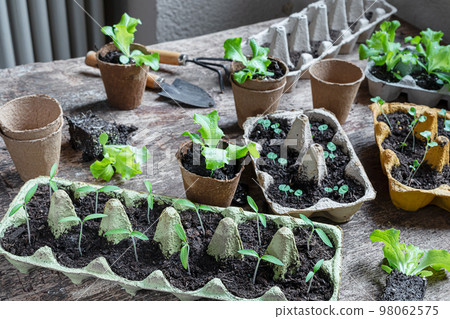 Reused egg trays as biodegradable pots for seedlings, sustainable home gardening and environmentally friendly living concept Reused egg trays as biodegradable pots for seedlings, sustainable home gardening and environmentally friendly living concept 98062575