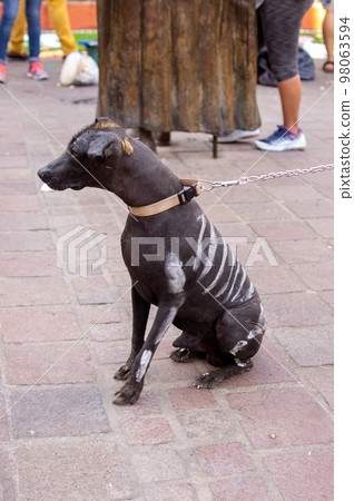 halloween dog dressed for the day of the dead festivity, dressed as a dog skull, Close up portrait of mexican hairless breed dog named xoloitzcuintle halloween dog dressed for the day of the dead festivity, dressed as a dog skull, Close up portrait of mexican hairless breed dog named xoloitzcuintle 98063594