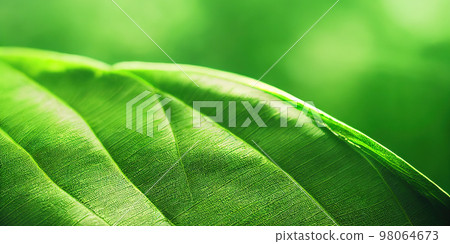 Green leaf background close up view. Nature foliage abstract. Beautifule leave texture. 98064673