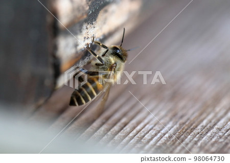 Hive and Japanese bees 98064730