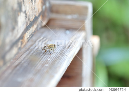 蜂巢和日本蜜蜂 蜂巢和日本蜜蜂 98064734