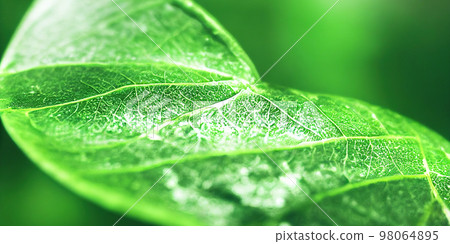 Green leaf background close up view. Nature foliage abstract. Beautifule leave texture. 98064895
