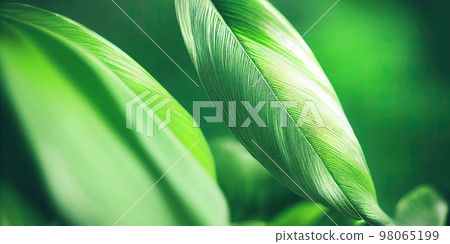 Green leaf background close up view. Nature foliage abstract. Beautifule leave texture. Green leaf background close up view. Nature foliage abstract. Beautifule leave texture. 98065199