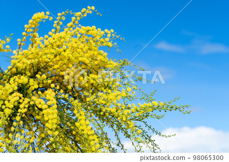 mimosa flowers bouquet 98065300