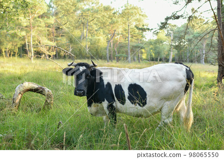 Spotted cow grazing in the meadown in Normandy 98065550