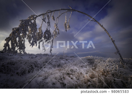 Bent tree Bent tree 98065583