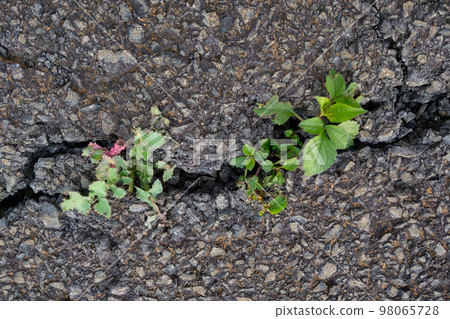 From the cracked asphalt or earth grows green plants. From the cracked asphalt or earth grows green plants. 98065728
