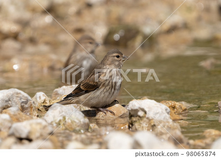 Female Acanthis cannabina flew to a watering place on a rocky riverbank on a hot summer day 98065874