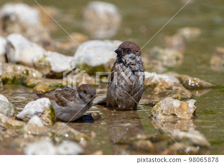 Sparrow bird swims in the water on a rocky riverbank on a hot summer day 98065878