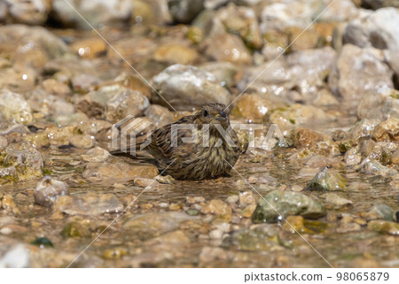 Female Acanthis cannabina flew to a watering place on a rocky riverbank on a hot summer day 98065879