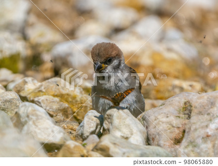 Young sparrow looks with amazement at a butterfly sitting on a pebble 98065880